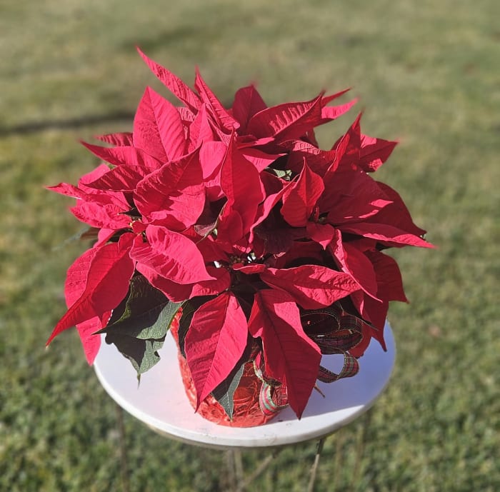 Poinsettia