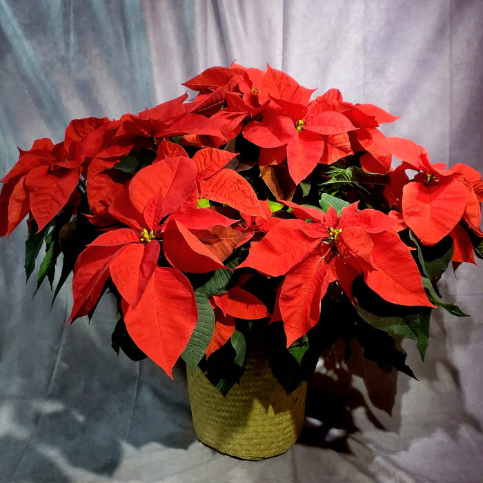 Large Red Poinsettia