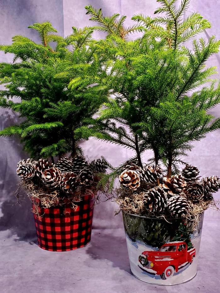 Christmas Norfolk Island Pine Tree