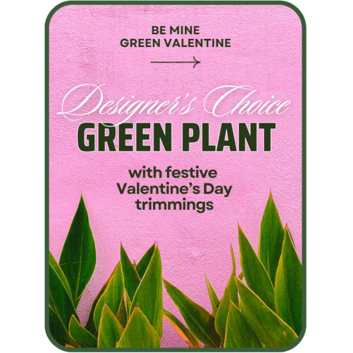 Designer's Choice Valentine's Day Green Plant