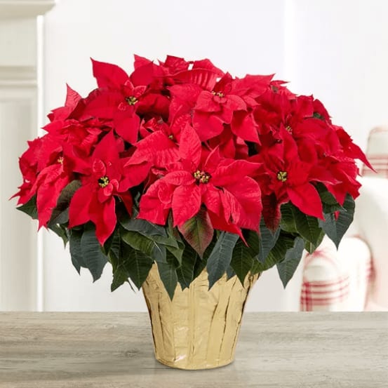 Classic Christmas Poinsettia