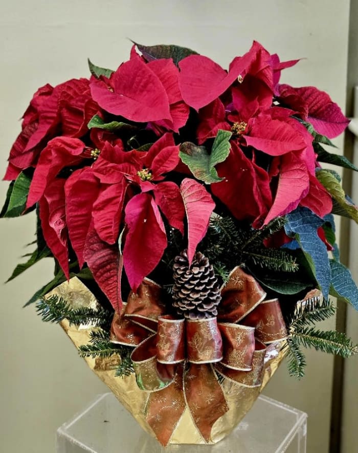 Large Red Poinsettia