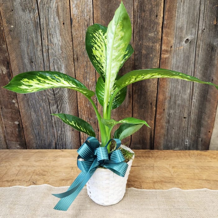 Dieffenbachia 6 inch