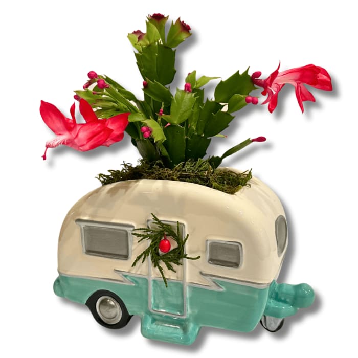 Christmas Cactus Camper