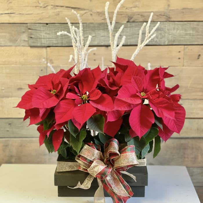 Christmas Poinsettia by Fanny's Flowers