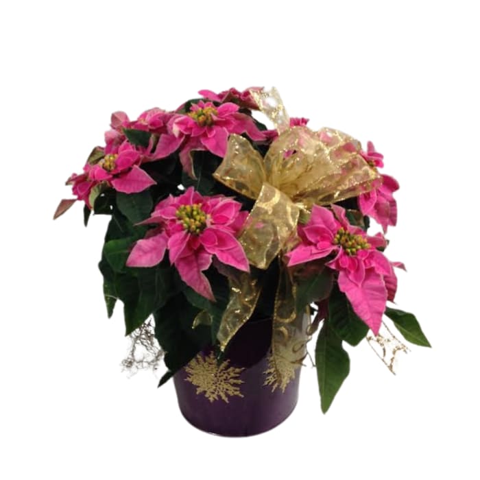 Poinsettia Winter Rose