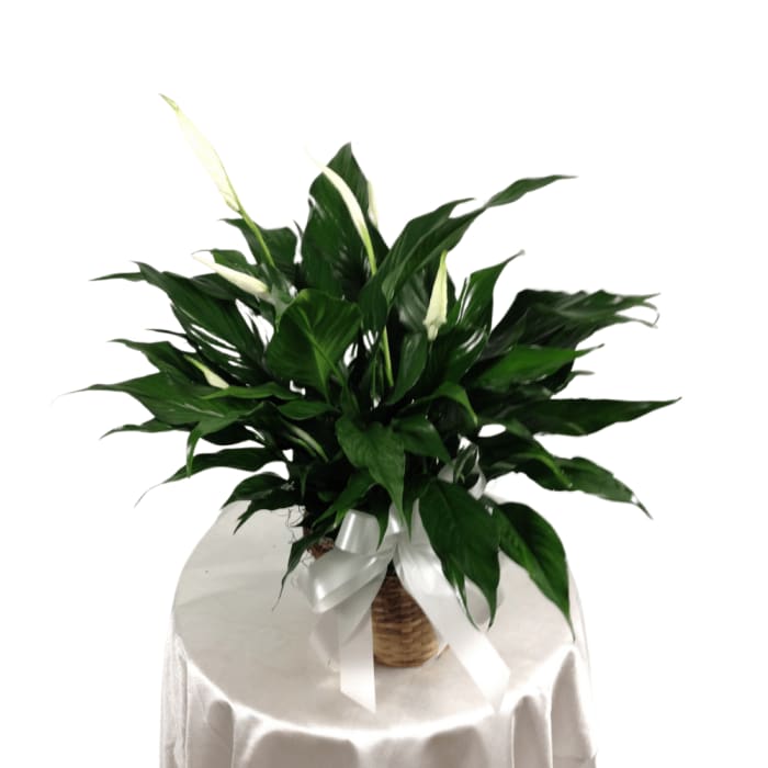 Peace Lily