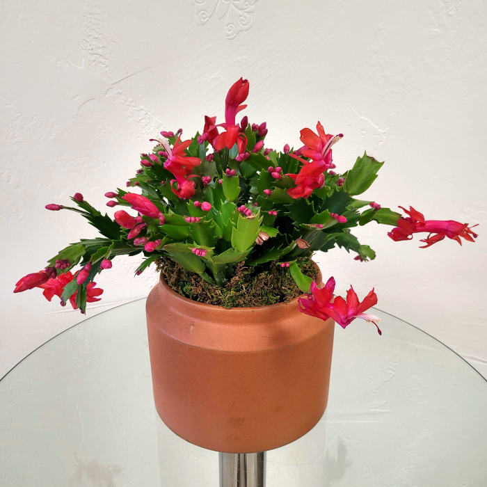 Christmas Cactus
