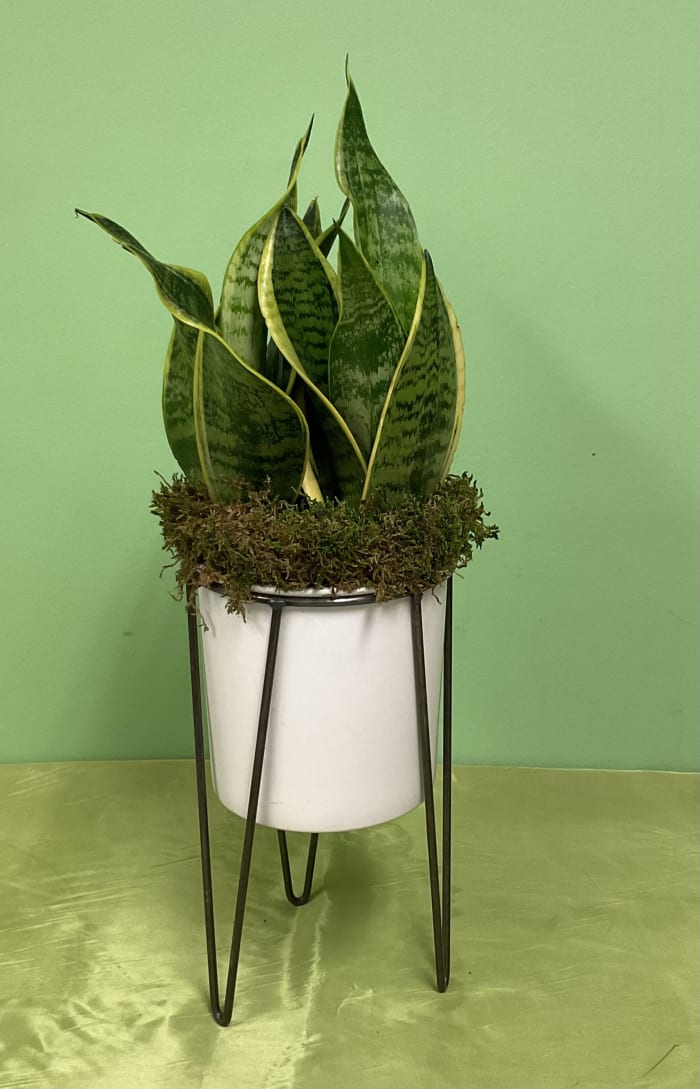 Snake Plant