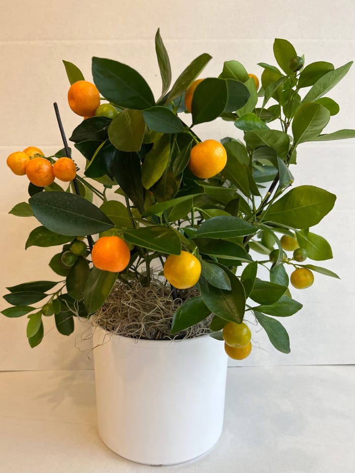 Medium Calamondin Orange Tree in Pot