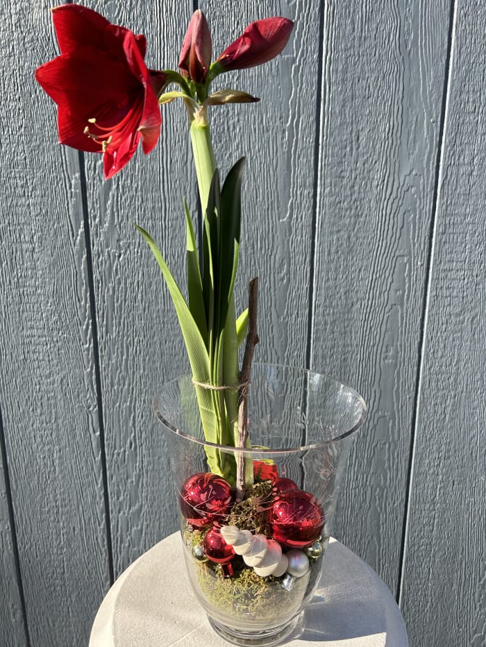 50% OFF! Amaryllis Plant Decorated in Large Vase