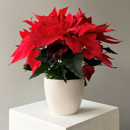 POINSETTIA