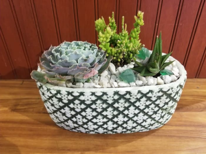 Soothing Succulents