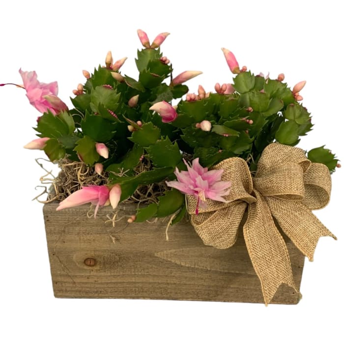 Christmas Cactus