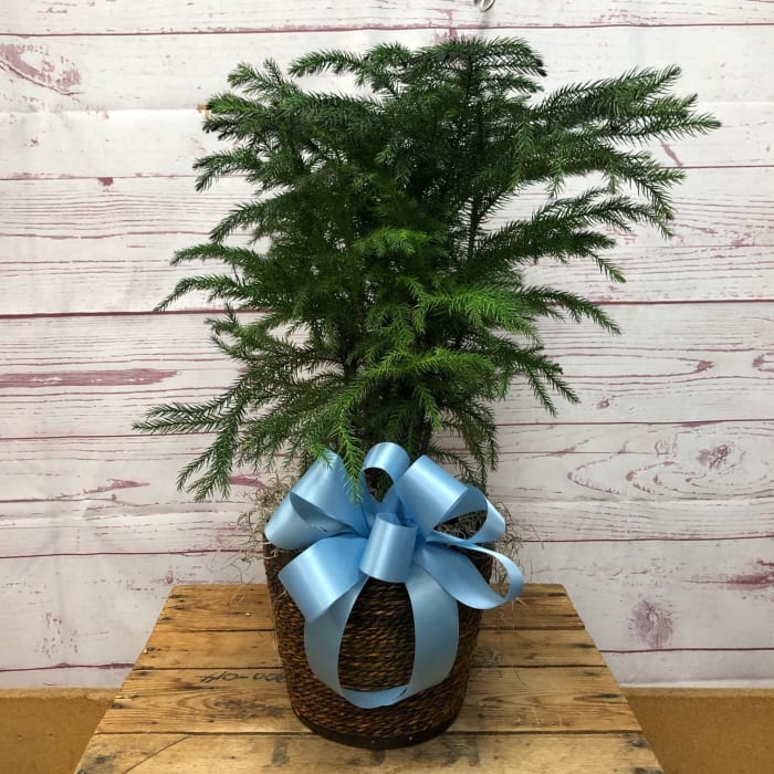 Natural Norfolk Island Pine Plant