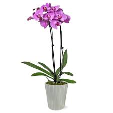 Purple Orchid Plant