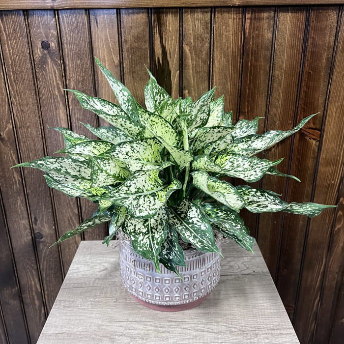 6" Aglaonema Spring Snow