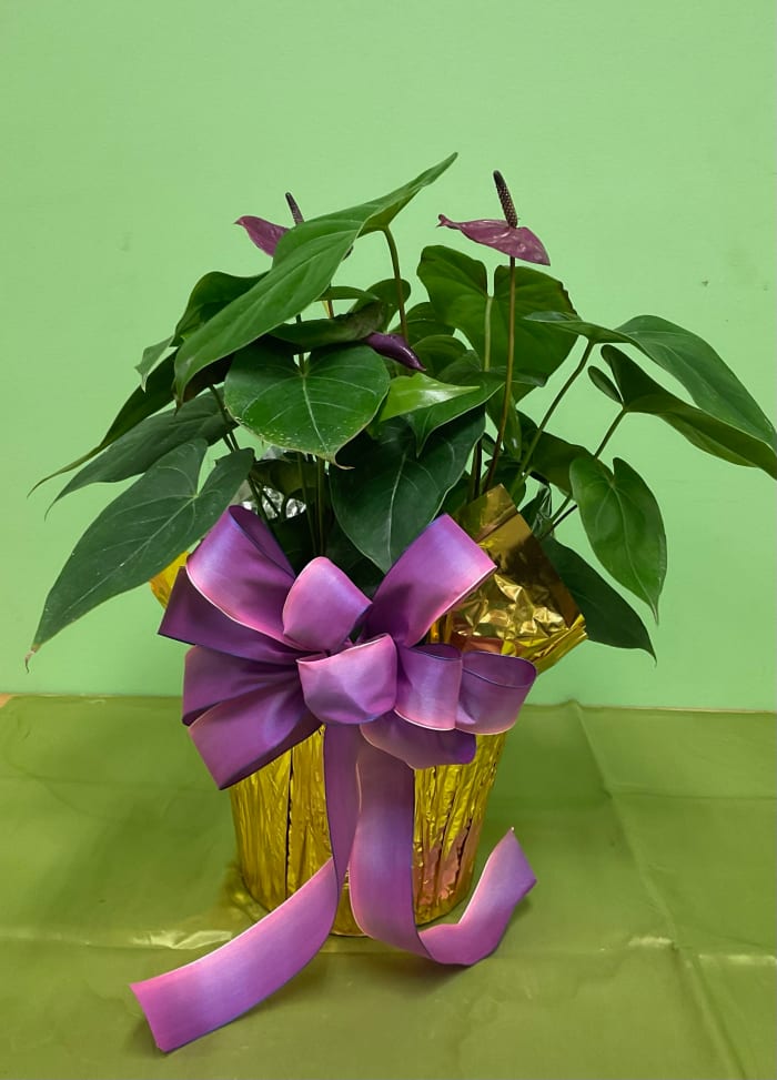 Anthurium Plant 8"