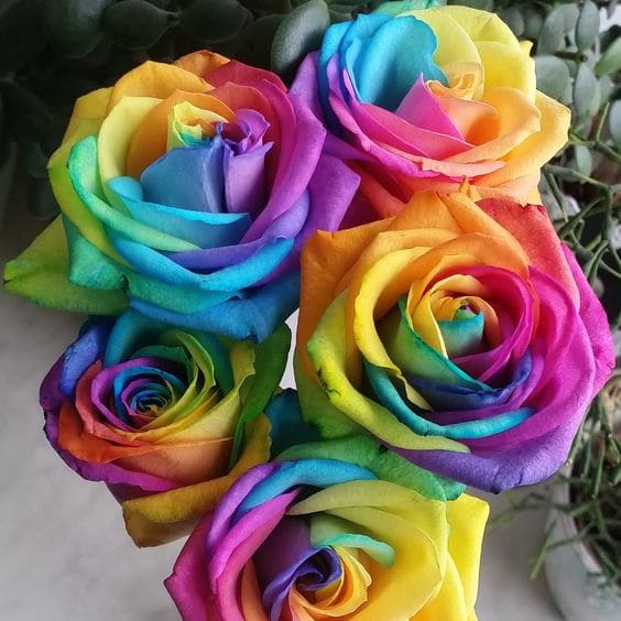 Rainbow Roses