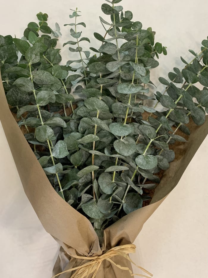 Eucalyptus bunch (10 Stems)