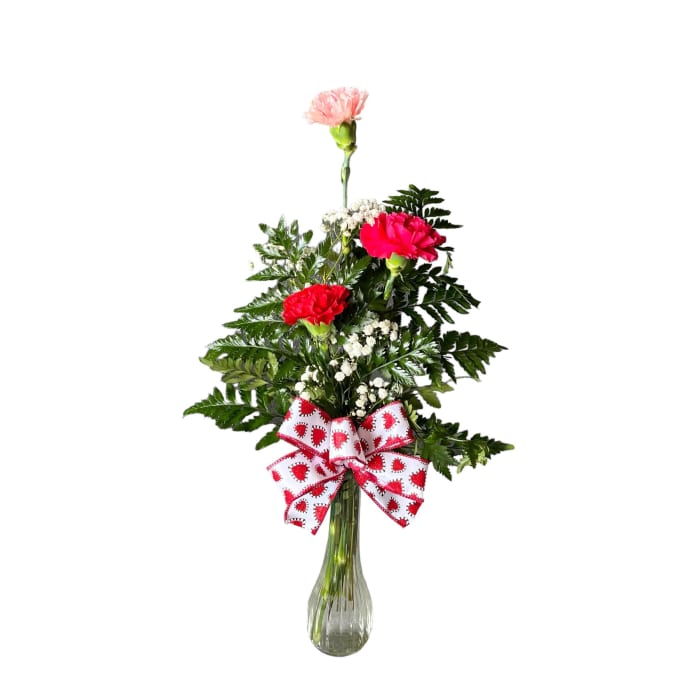 Valentine's Day Carnations