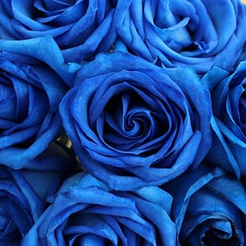 Blue Tinted Roses