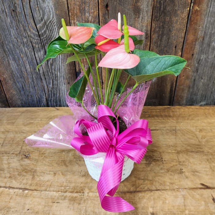 6" Pink Anthurium