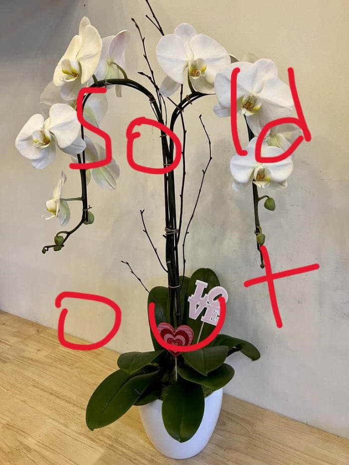 Double White Orchid