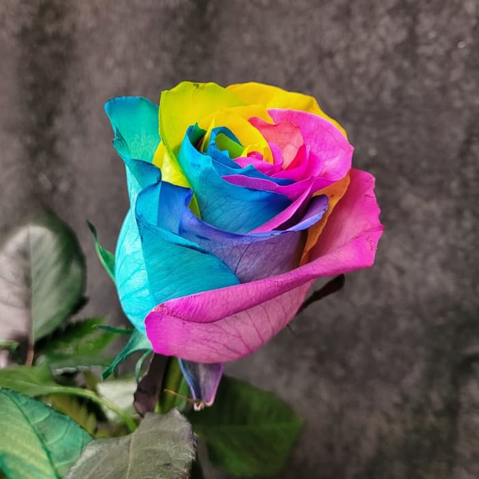 ADD SINGLE RAINBOW ROSE