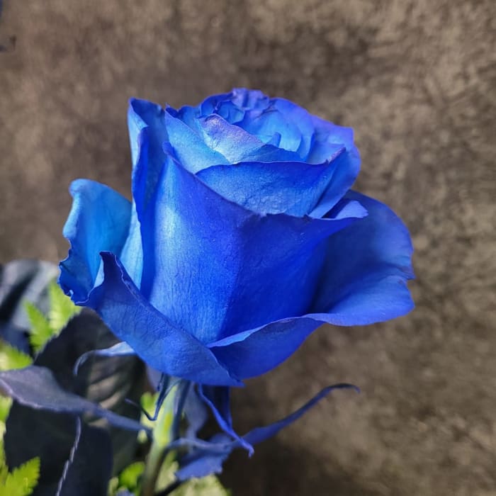RABVBLUE2VD - 2 Blue Rose Bud Vase - VALENTINES