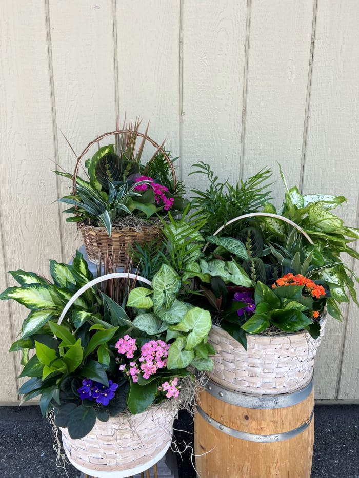 Dishgarden Basket