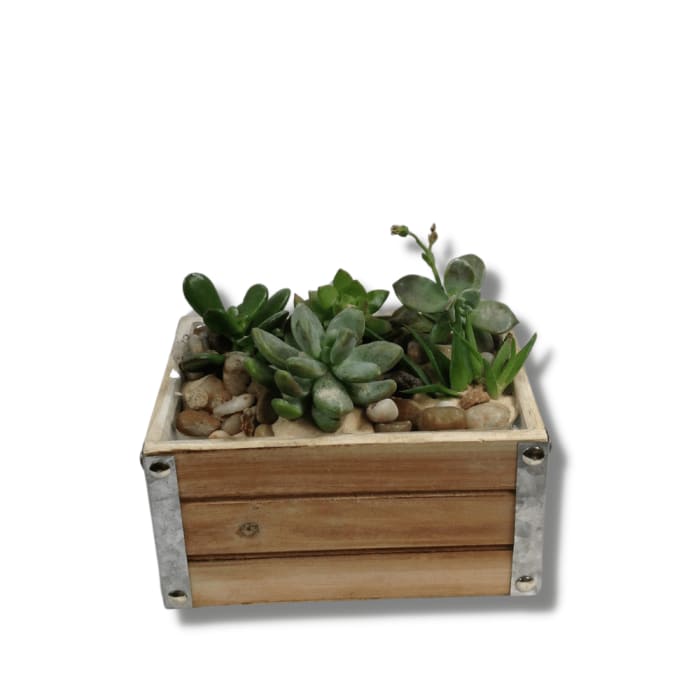 Succulent Garden