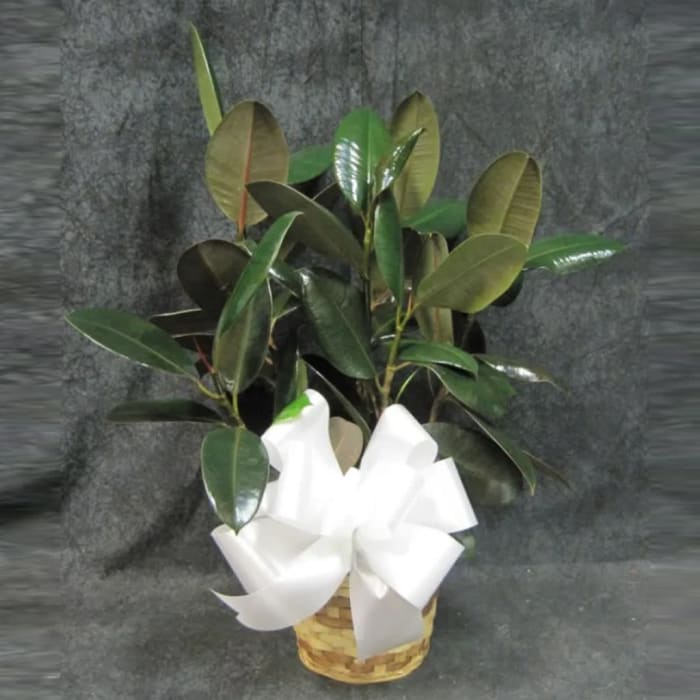 6"  Rubber Plant