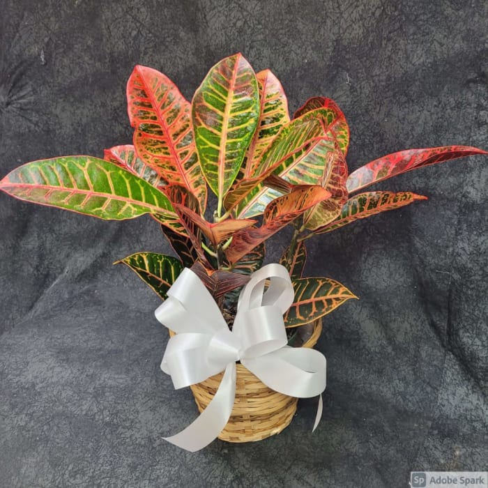 6" Croton Plant