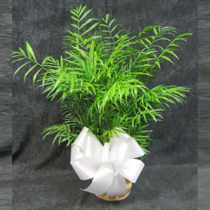 6" Palm Plant