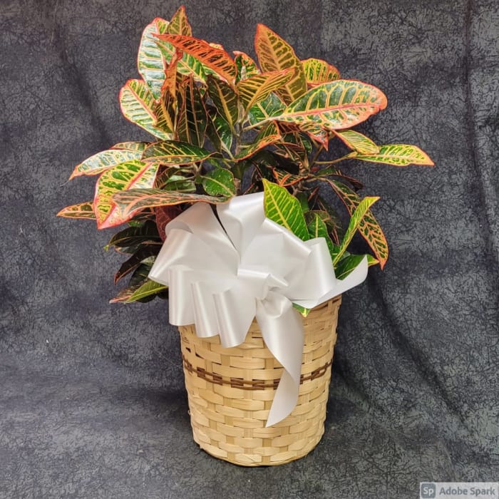 8" Croton Plant