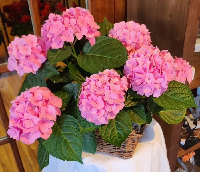 Beautiful Hydrangea