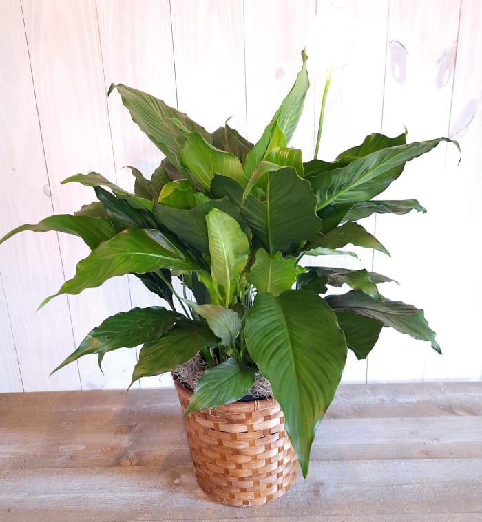 Sympathy Peace lily