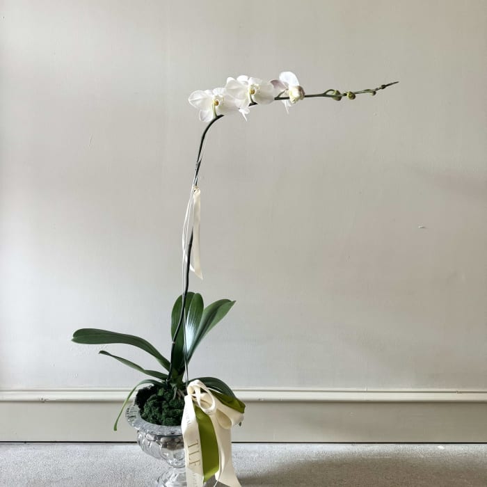 Luxe orchid