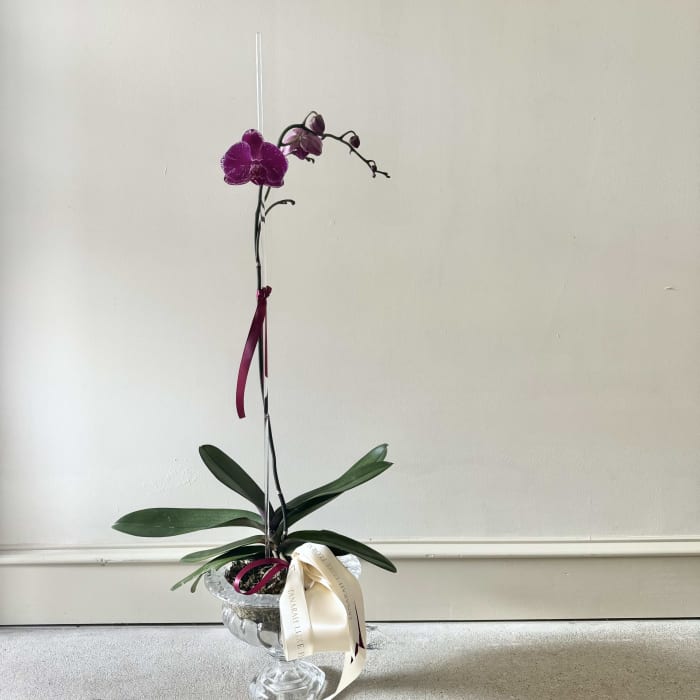 Luxe Orchid