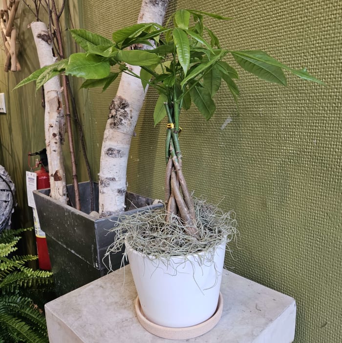 Money tree in a pot