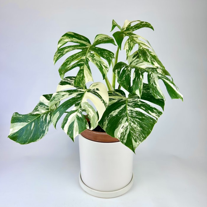 MONSTERA ALBO