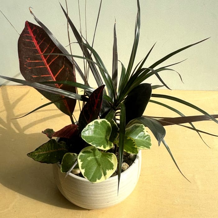 Tropical Planter