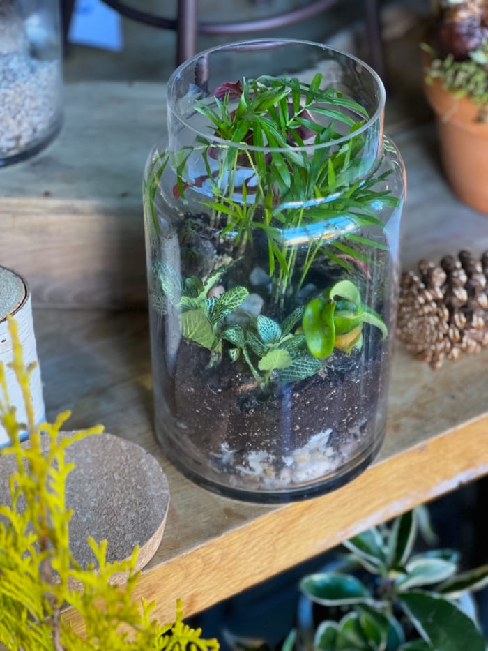 Plant Terrarium