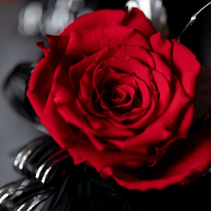 Preserved Large Rose