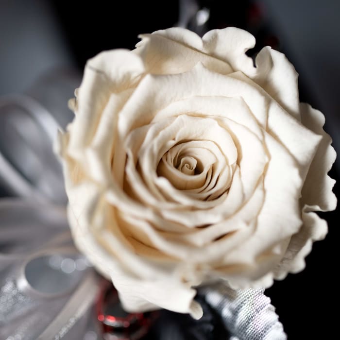 Preserved Boutonniere