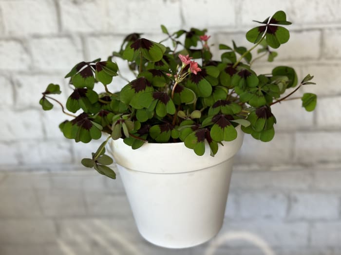 Shamrock Plant-Iron Cross- Good Luck Plant