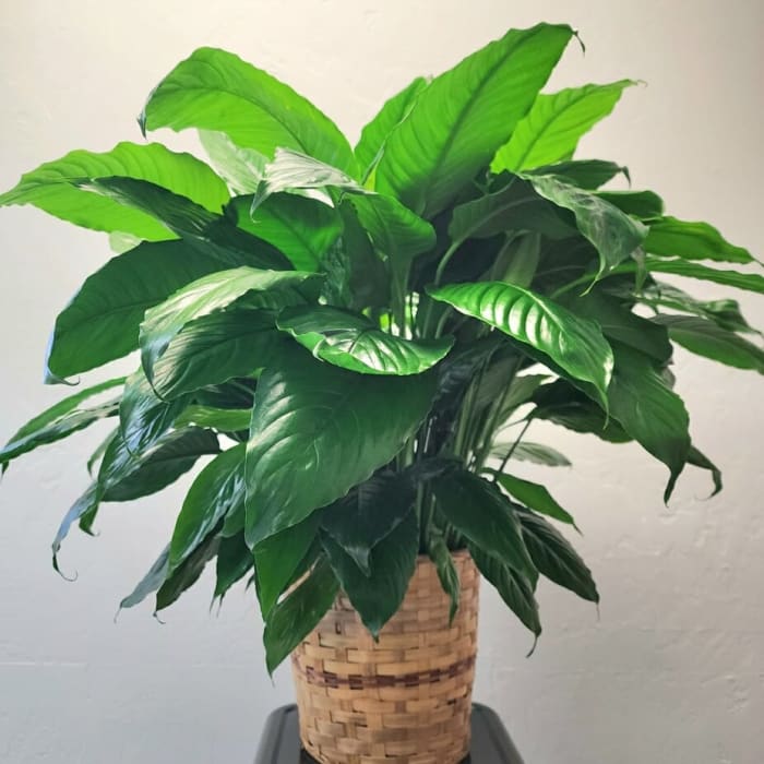 Grower’s Choice - 8” Green Plant