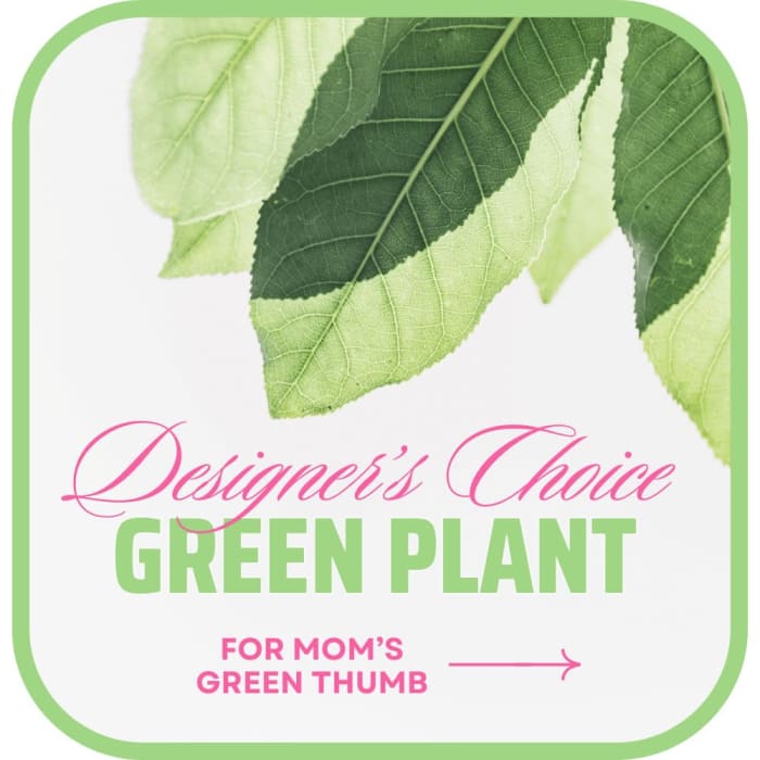 Designer's Choice Green Plant