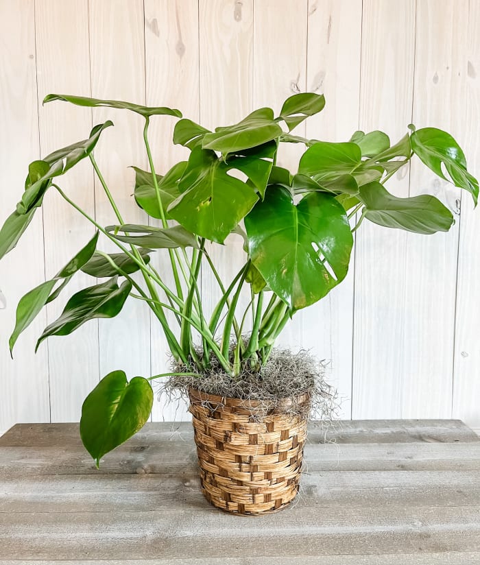 Monstera